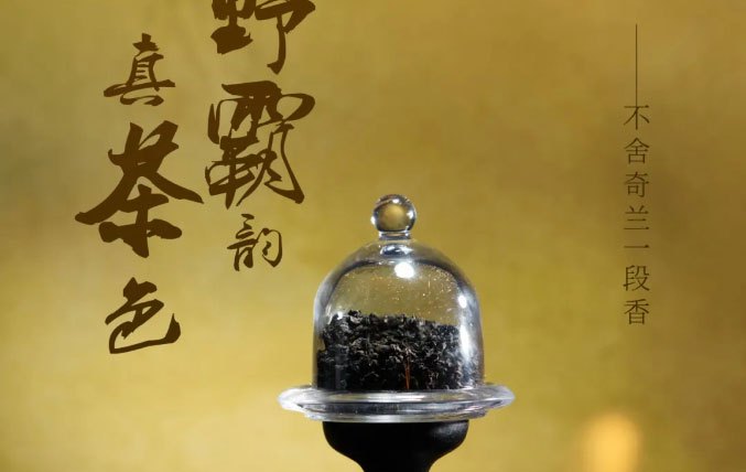 INCHA Autumn New Tea Beverages  Discover New Flavors Sip the Entire Autumn